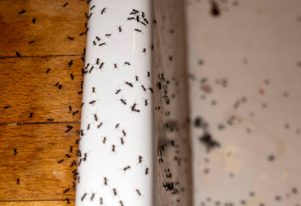 Best Exterminator Services  in Hammond, IN