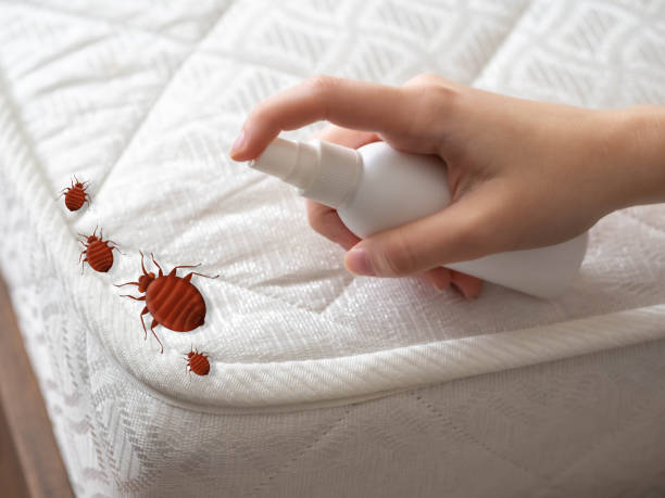 Best Spider Control Near Me  in Hammond, IN